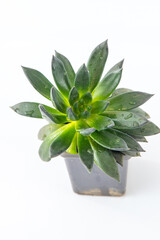 Echeveria plant succulent. Green little flower isolated on white background