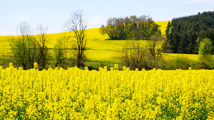 Field of rapeseed brassica napus crop covering field in yellow spring flowers in rural countryside on farmland