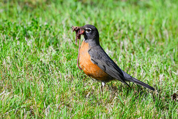 American robin gathering earthworms in sunshine on lawn with food in the bird beak during spring