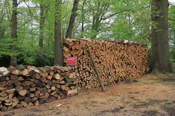 Tas de bois en for&ecirc;t
