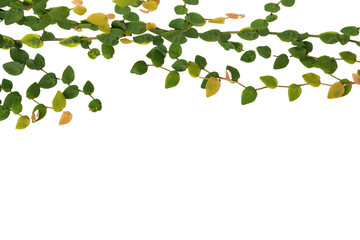 Creeper in love with the wall foliage vegetation