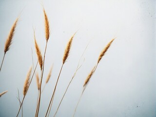 Fototapeta premium grass and sky