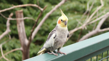A small parrot bird that is primarily found in aviary