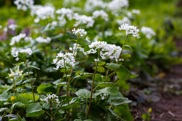 Garlic spade ( lat. Alliaria petiolata ) is a herbaceous biennial plant, a species of the genus Garlic