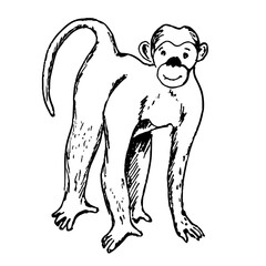 A monkey. A sketch. Nature. A hand-drawn drawing. A design element. Clip-Art