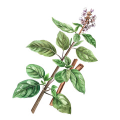 Beautiful hand drawn watercolor painting of green fresh basil leaves and flowers.