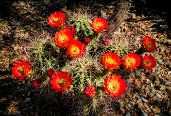 Obraz premium A small cactus with many red and yellow flowers in spring in Phoenix Arizona