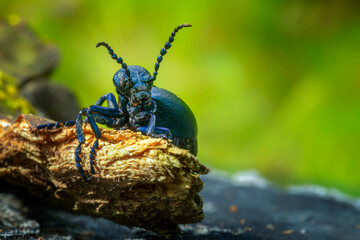 Close-up image of an adult female meloe proscarabaeus, European oil beetle. Bee killer. 
