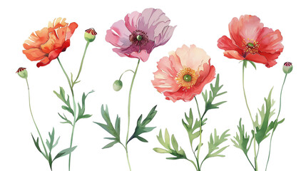 Delicate poppy flowers. A symbol of remembrance.