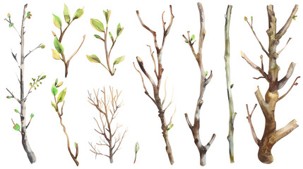 Fototapeta premium Pruning is an important part of tree care. It helps to keep trees healthy and looking their best. There are many different types of pruning cuts, each with its own purpose.