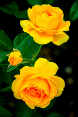 Close up of dewy yellow roses on a spring morning near Phoenix Arizona