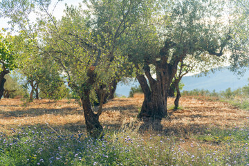 Beautiful olive trees on a field in the morning