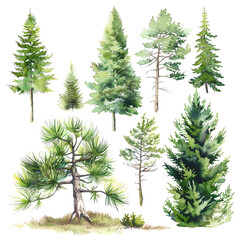 Set of watercolor hand drawn pine trees isolated on white background.