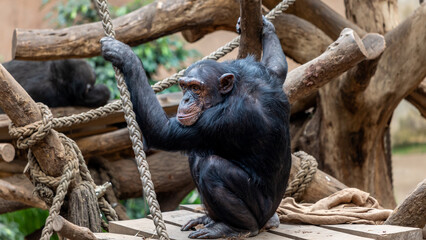Schimpanse
