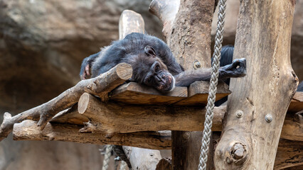 liegender Schimpanse
