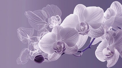 Orchids - Delicate white orchids against a soft lavender