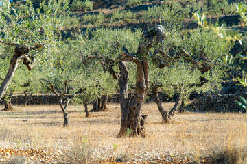 Beautiful olive trees on a field in the morning