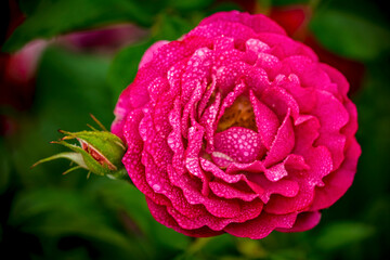 Close up of a dewy pink rose on a spring morning near Phoenix Arizona