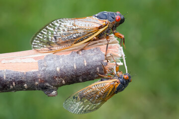 Female and Male 17 year periodical cicadas