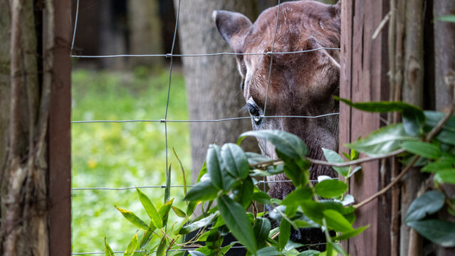 Okapi