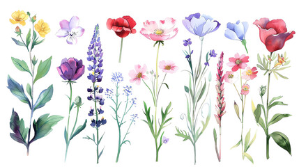 The image shows watercolor drawing of various flowers, such as red poppies, yellow daffodils, purple irises, and pink roses.