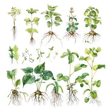The image shows different types of plants with their root systems.