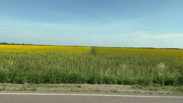 Gap strip of row of plants among yellow agricultural field in one place while driving on highway. View from car window