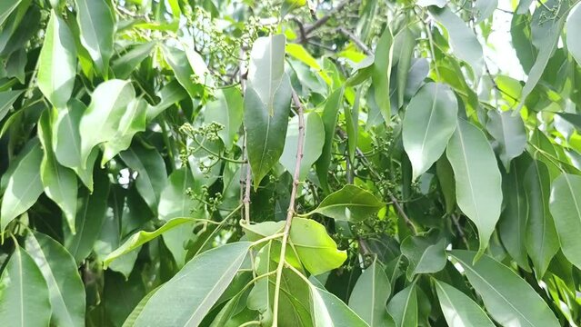 Black plum tree also known as java plan, Malabar plum, jambol, jamun, jambul tree.