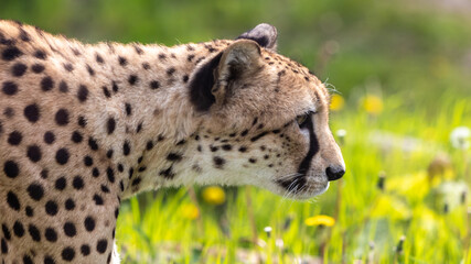Gepard auf der Pirsch  © Isnurnfoto.