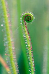 Leaves of a sundew (Drosera filiformis var filiformis)