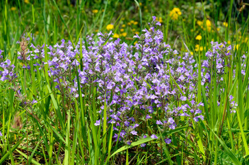 Flowers of the rock thyme (Clinopodium alpinum or Satureja alpina or Acinos alpinus)