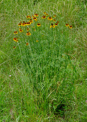 A bunch of yellow and reddish purple Mexican Hat coneflowers, Ratibida columnifera, in a grassy field. Horizontal image.