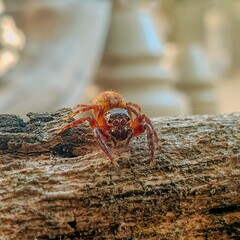 Jumping spider