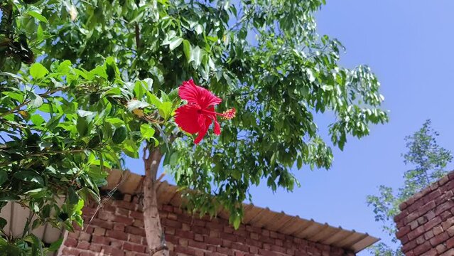 Red hibiscus flower plant waving in air selective focus on natural background 