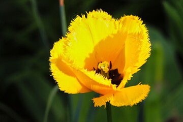 gelbe Tulpe mit gefransten Blättern