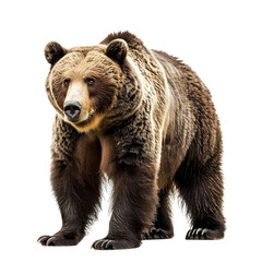 Obraz premium Brown Bear Standing Isolated on transparent Background