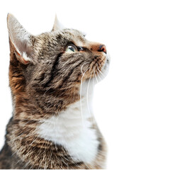 cat isolated on transparent background