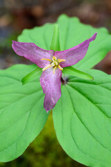 Western White Trillium aged into purple flower above green bracts in closeup