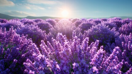 Obraz premium Lavender field in the sun.