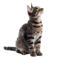 Obraz premium cat isolated on transparent background