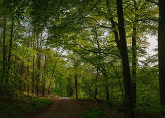 Stimmung Landschaft, Wald Marburg, Forst Marbach