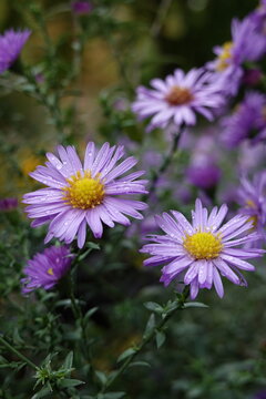 Autumn pink lilac Aster flowers after rain with raindrops on petals