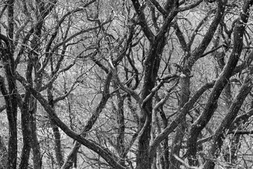 Monochrome tree branches background