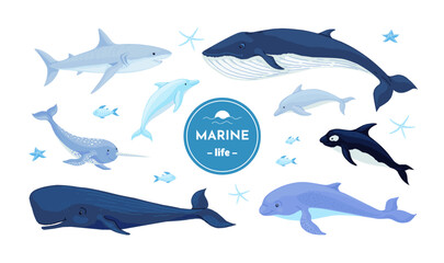 Blue whales. Dolphin, shark and narwhal underwater fish, Nordic marine or ocean water hunting in wildlife. Childish nursery decor collection. Different mammals. Vector cartoon illustration © SpicyTruffel
