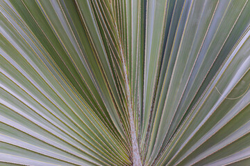 close up of palm leaf	