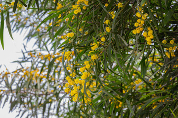 Yellow flowers on a tree	