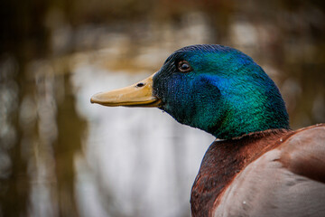 Close up of a mallard duck