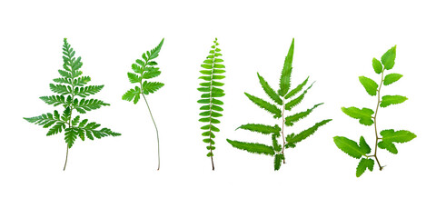 variety of fresh fern leaves isolated in a white background. Green leaves isolated on white background. environment or forest design elements