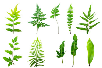 variety of fresh fern leaves isolated in a white background. Green leaves isolated on white...