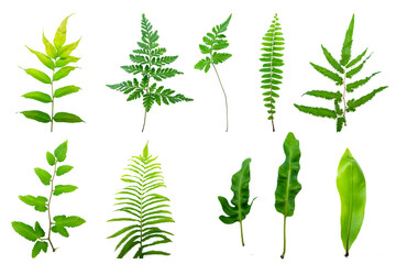 variety of fresh fern leaves isolated in a white background. Green leaves isolated on white background. environment or forest design elements
